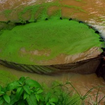 Fishing for arapaima, the largest fish in the Amazon river